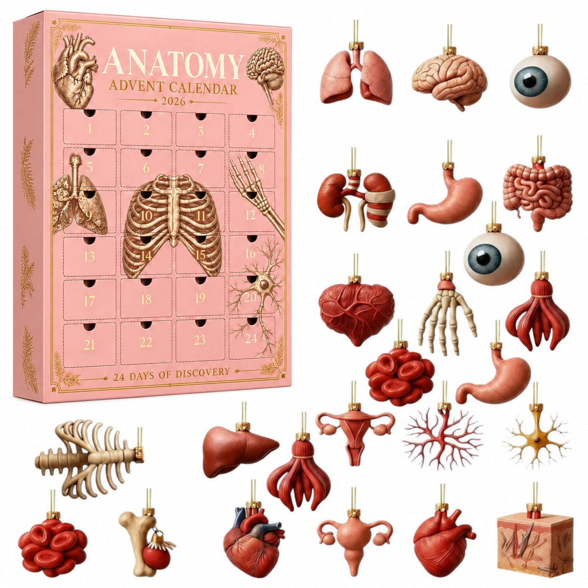 Anolumi Anatomy Advent Calendar box with its 24 anatomy ornaments